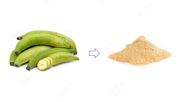 plantain flour production