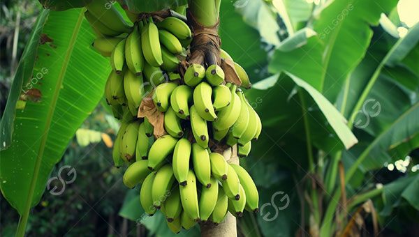 tool for frozen whole plantain