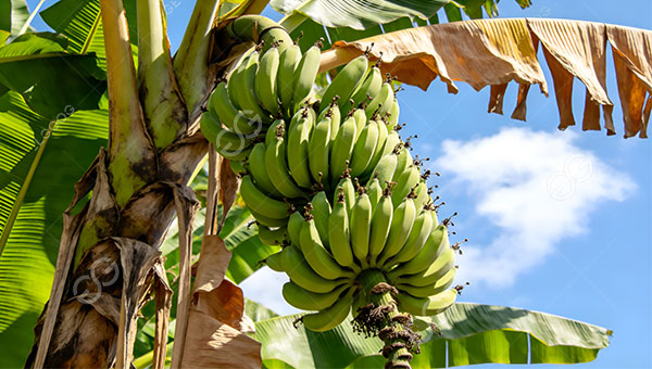 Bolivia plantain powder production project