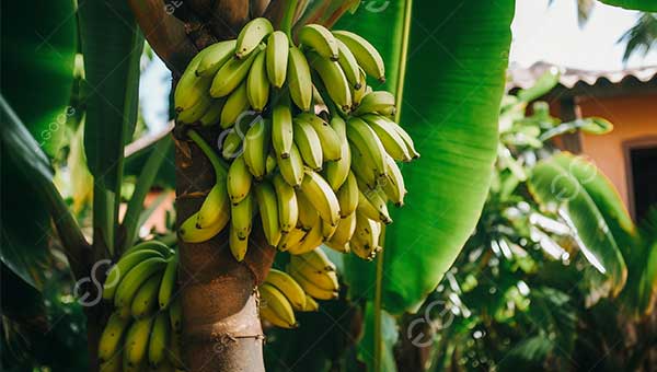 banana processing