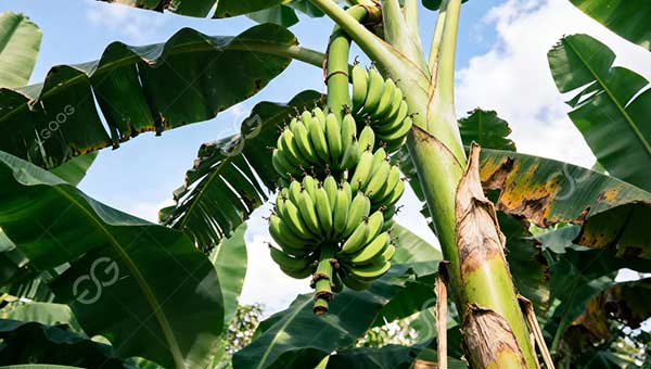 banana